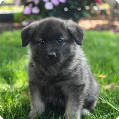 Photo of Norwegian Elkhound