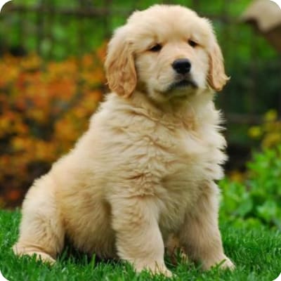 Photo of Golden Retriever