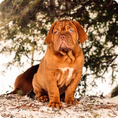 Photo of Dogue De Bordeaux