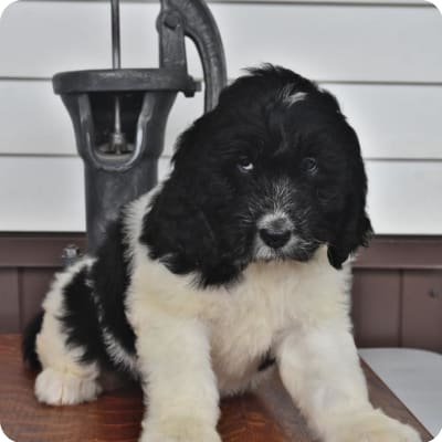 Photo of Newfypoo