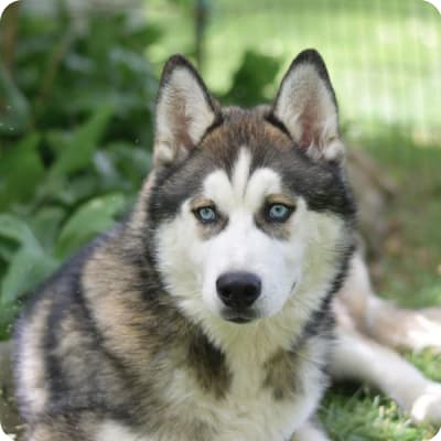 Photo of Siberian Husky