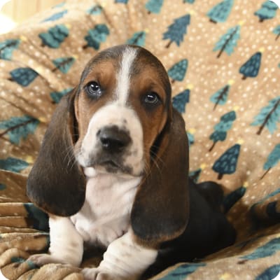 Photo of Basset Hound