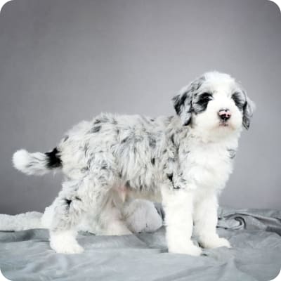 Photo of Mini Sheepadoodle