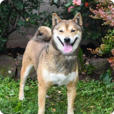 Photo of Shiba Inu