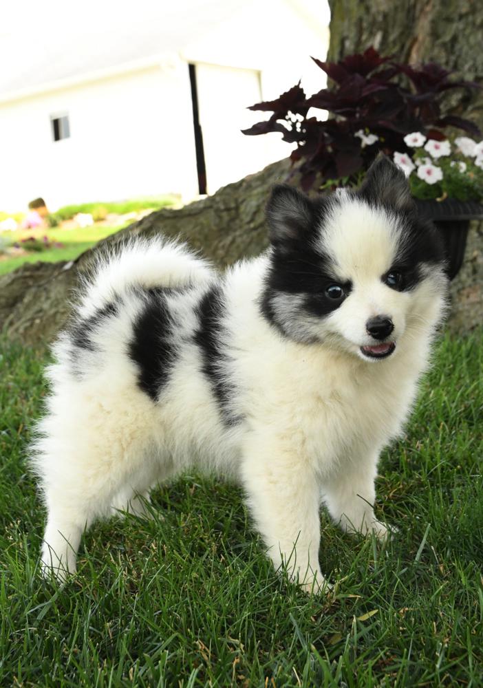 Photo of Pomsky