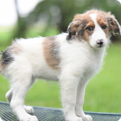 Photo of Aussiedoodle