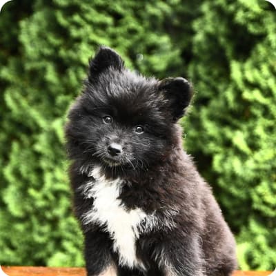 Photo of Pomsky