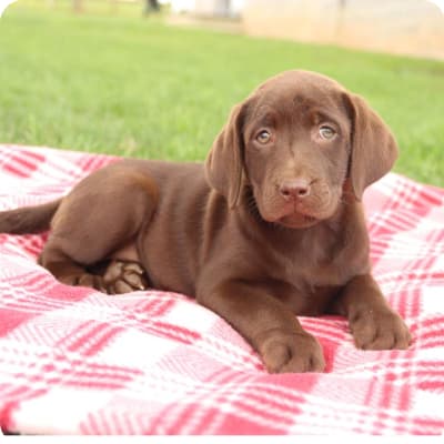 Photo of Labrador Retriever