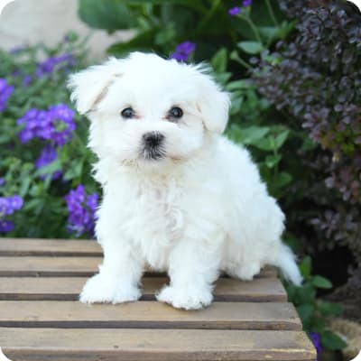 Photo of Maltese