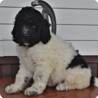 Photo of Newfypoo