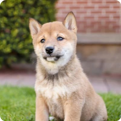 Photo of Shiba Inu