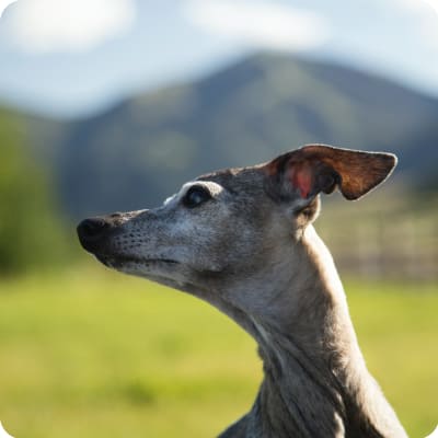 Photo of Italian Greyhound