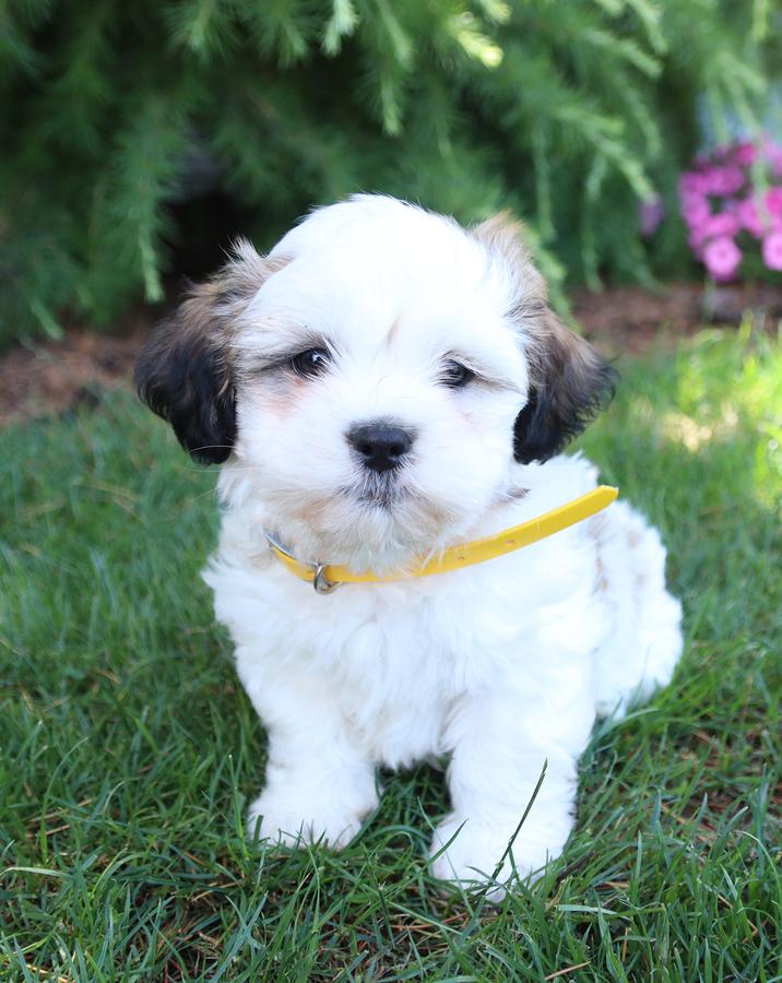Photo of Lhasa Apso