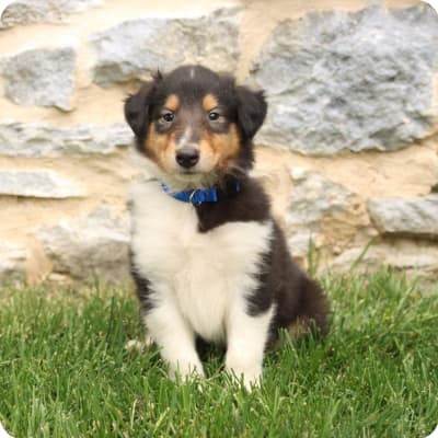 Photo of Collie