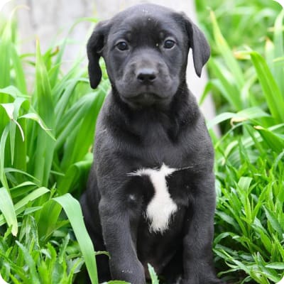 Photo of Catahoula Leopard Dog