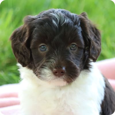 Photo of Mini Labradoodle