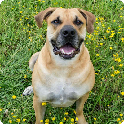 Photo of South African Boerboels