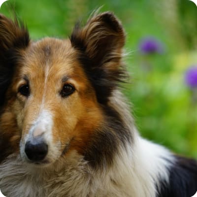 Photo of Scotch Collie