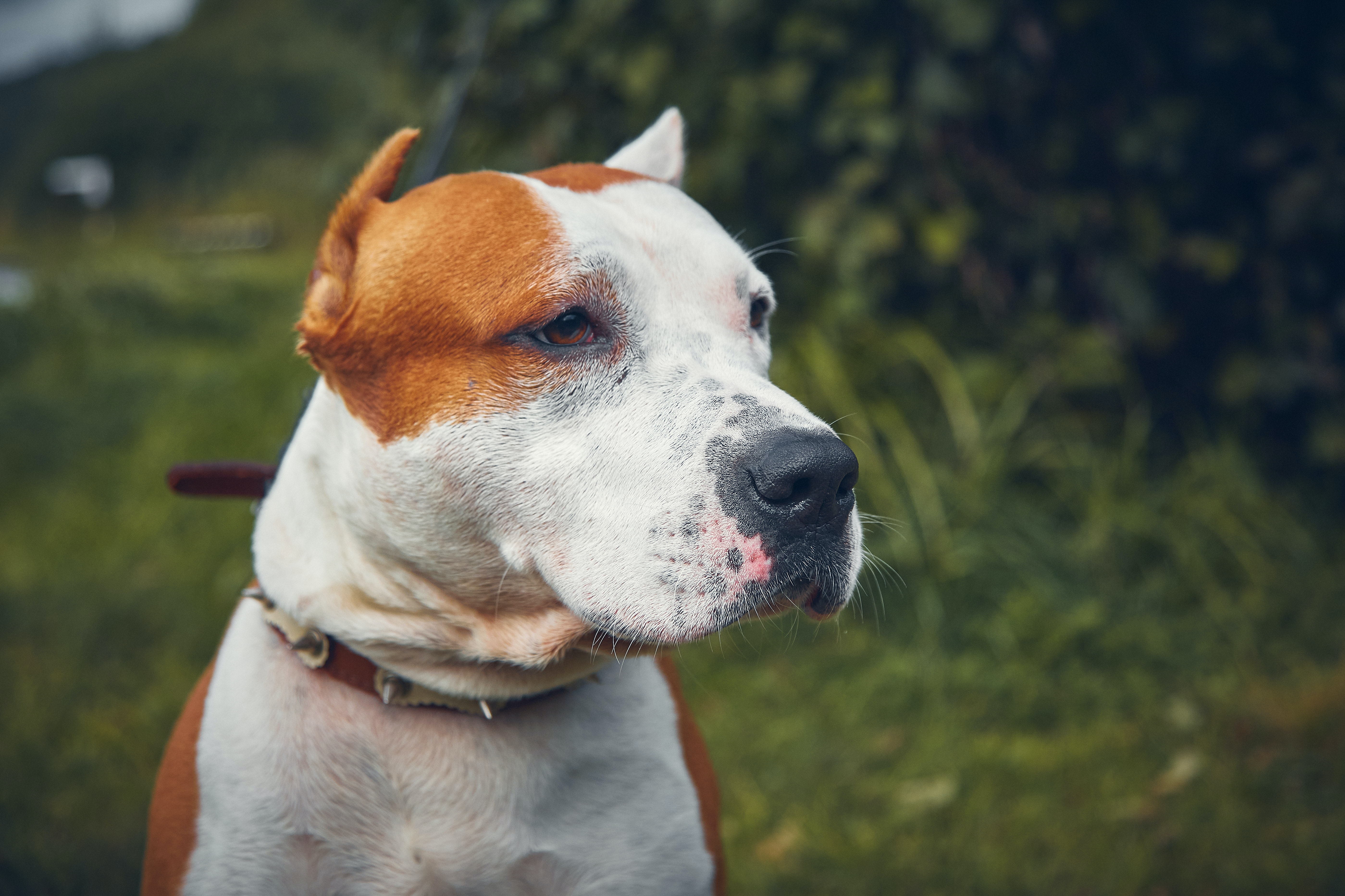 Photo of American Staffordshire Terrier