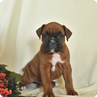 Photo of Boxer