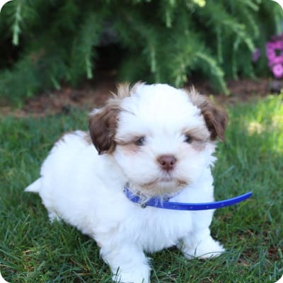 Photo of Lhasa Apso