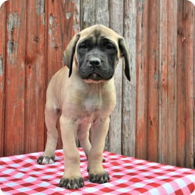 Photo of English Mastiff