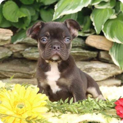 Photo of French Bulldog