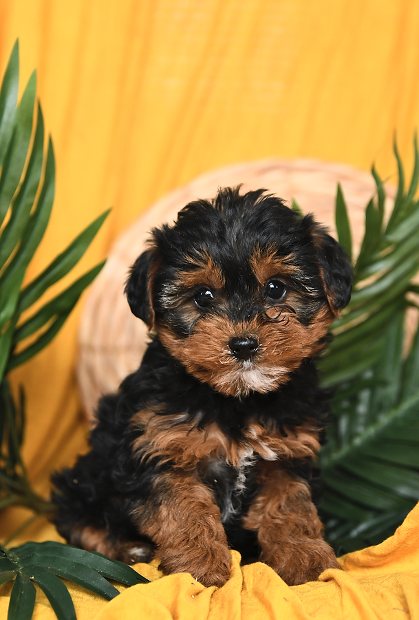 Photo of Yorkiepoo