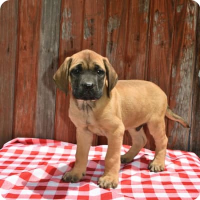 Photo of English Mastiff