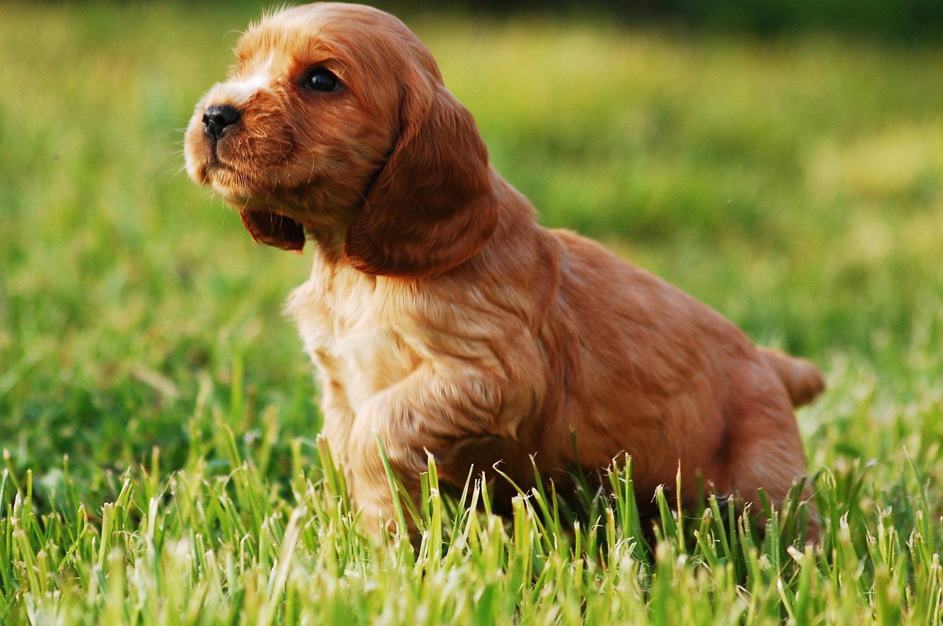 Photo of English Cocker Spaniel