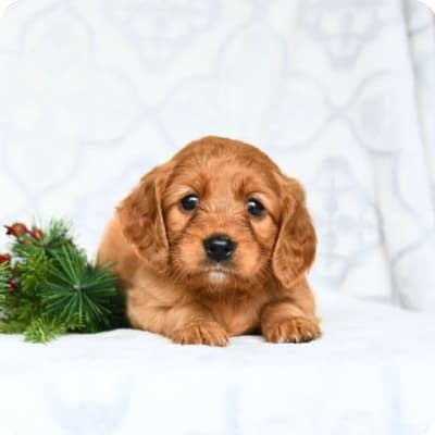 Photo of Miniature Golden Retriever