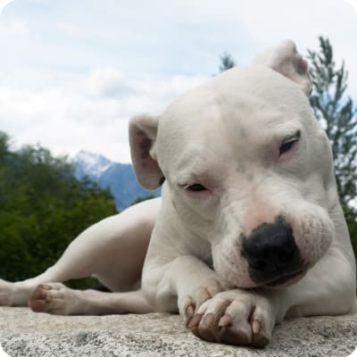 Photo of Dogo Argentino