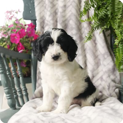 Photo of Cockapoo