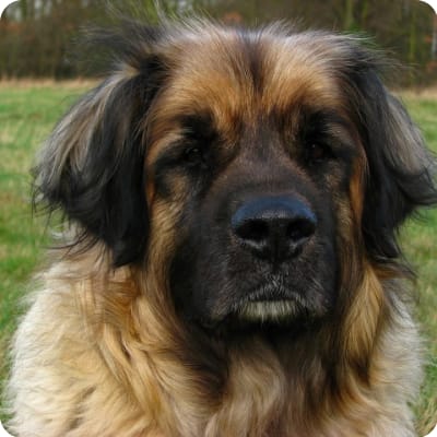 Photo of Leonberger