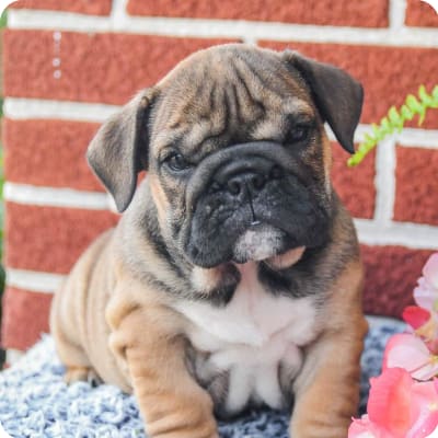 Photo of English Bulldog