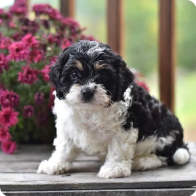 Photo of Cavachon