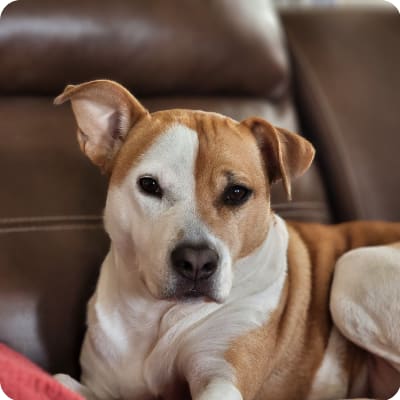 Photo of American Staffordshire Terrier