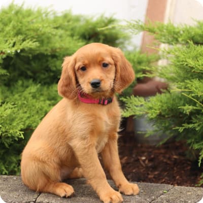 Photo of Miniature Golden Retriever