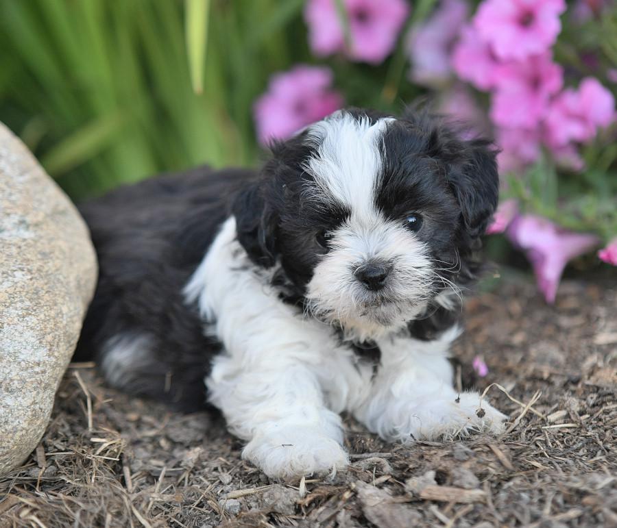 Photo of Teddy Bear