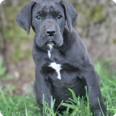 Photo of Great Dane