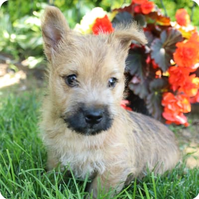 Photo of Cairn Terrier