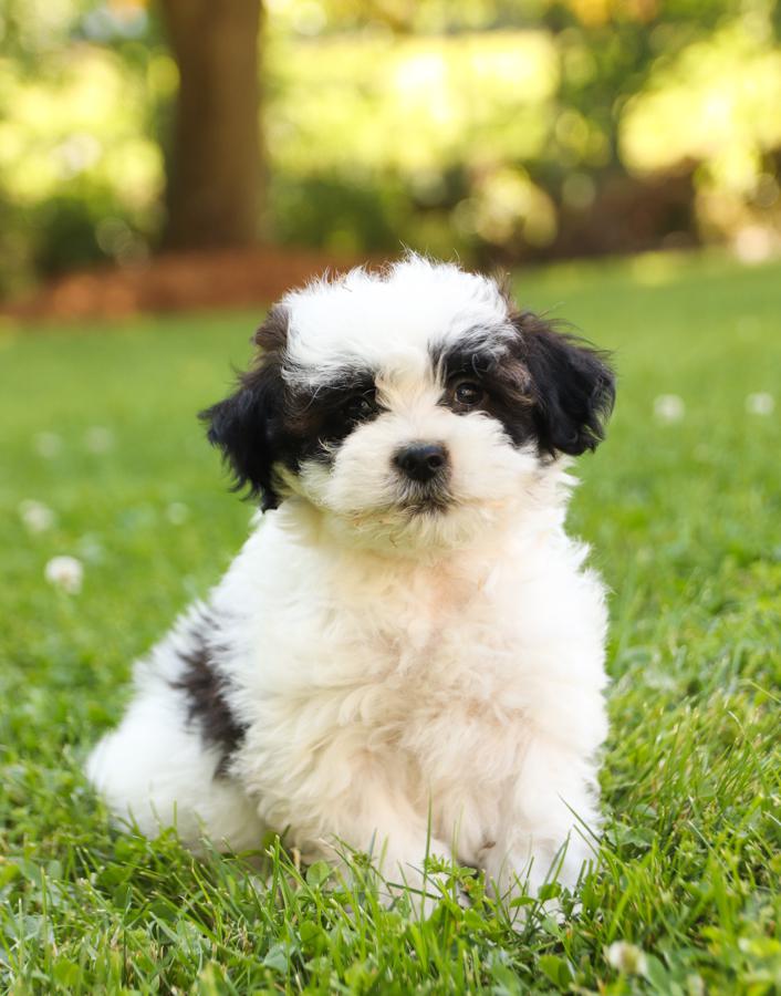 Photo of Shih-Poo