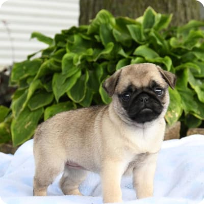 Photo of Pug