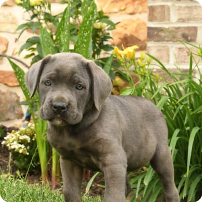 Photo of Cane Corso