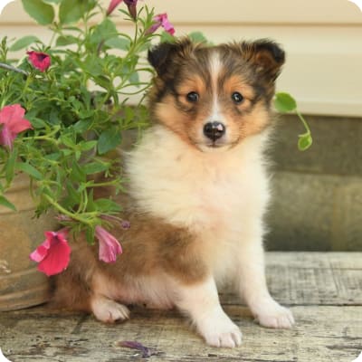 Photo of Shetland Sheepdog