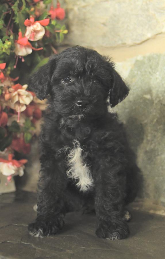 Photo of Schnoodle
