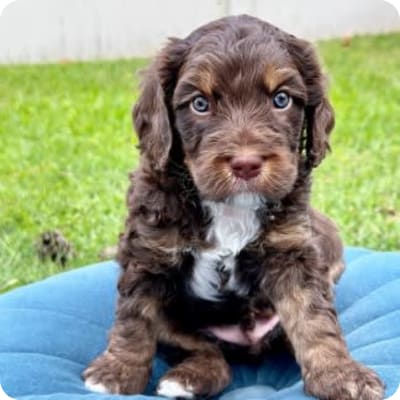 Photo of Australian Labradoodle