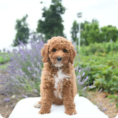 Photo of Mini Goldendoodle