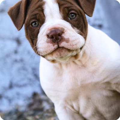 Photo of Alapaha Blue Blood Bulldog