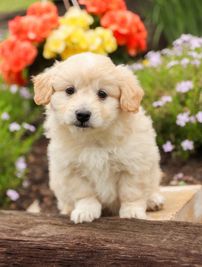 Photo of Eskipoo